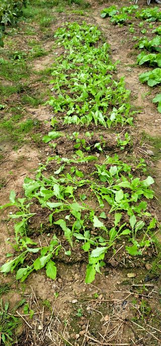 범이님의 10월 내 농작물 자랑하기 · 참여글 작성글 사진