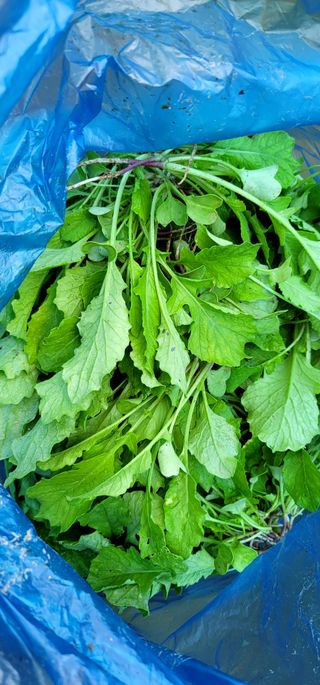 범이님의 10월 내 농작물 자랑하기 · 참여글 작성글 사진