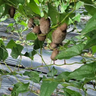 김선순(공룡자색마)님의 10월 내 농작물 자랑하기 · 참여글 작성글 사진