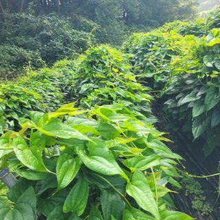김선순(공룡자색마)님의 10월 내 농작물 자랑하기 · 참여글 작성글 사진