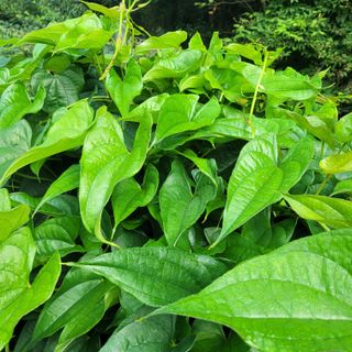 김선순(공룡자색마)님의 10월 내 농작물 자랑하기 · 참여글 작성글 사진