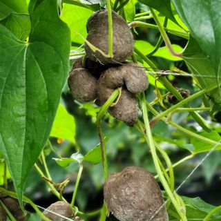 김선순(공룡자색마)님의 10월 내 농작물 자랑하기 · 참여글 작성글 사진