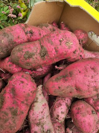 farmer님의 자유주제 · 자유게시판 작성글 사진