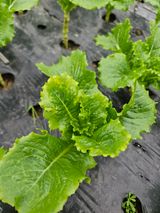 팜모닝 상추·병해충상담 게시글 이미지