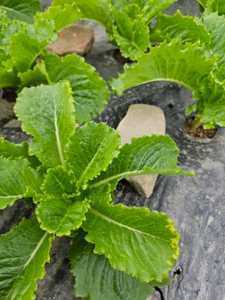 박천수님의 상추 · 병해충상담 작성글 사진