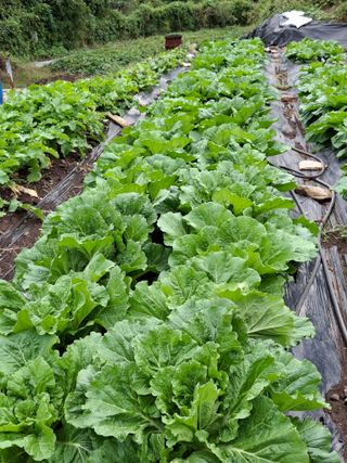 이세순님의 10월 내 농작물 자랑하기 · 참여글 작성글 사진