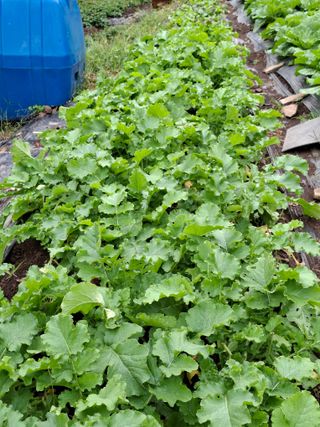 이세순님의 10월 내 농작물 자랑하기 · 참여글 작성글 사진