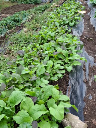 이세순님의 10월 내 농작물 자랑하기 · 참여글 작성글 사진