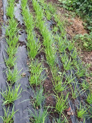 이세순님의 10월 내 농작물 자랑하기 · 참여글 작성글 사진