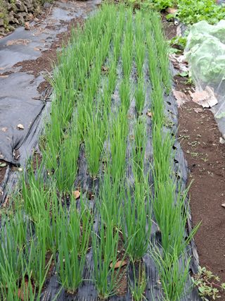 이세순님의 10월 내 농작물 자랑하기 · 참여글 작성글 사진