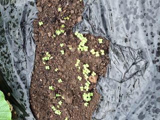 이세순님의 10월 내 농작물 자랑하기 · 참여글 작성글 사진