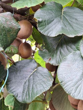 이세순님의 10월 내 농작물 자랑하기 · 참여글 작성글 사진