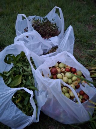 신현덕님의 10월 내 농작물 자랑하기 · 참여글 작성글 사진