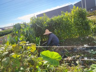 박순례님의 10월 내 농작물 자랑하기 · 참여글 작성글 사진