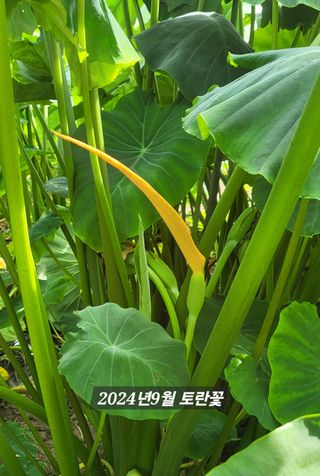 박순례님의 10월 내 농작물 자랑하기 · 참여글 작성글 사진