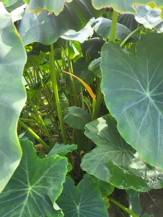 박순례님의 10월 내 농작물 자랑하기 · 참여글 작성글 사진