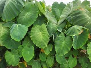 박순례님의 10월 내 농작물 자랑하기 · 참여글 작성글 사진