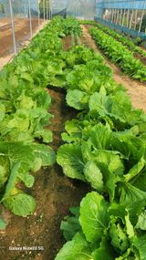 팜모닝 들깨·영농일지 게시글 이미지