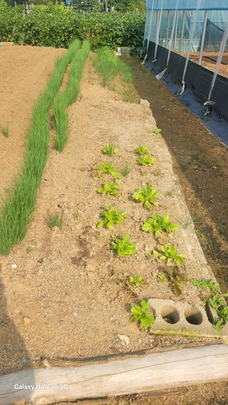 제주농부님의 들깨 · 영농일지 작성글 사진