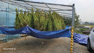 제주농부님의 들깨 · 영농일지 작성글 사진