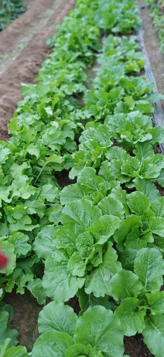 초보퍼머5도2촌준비님의 자유주제 · 자유게시판 작성글 사진