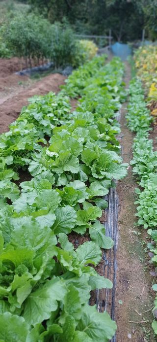 초보퍼머5도2촌준비님의 자유주제 · 자유게시판 작성글 사진