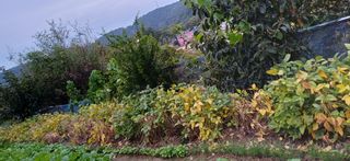 초보퍼머5도2촌준비님의 자유주제 · 자유게시판 작성글 사진