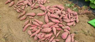 정진해님의 자유주제 · 자유게시판 작성글 사진