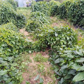 삼성농산님의 자유주제 · 자유게시판 작성글 사진