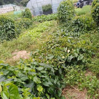 삼성농산님의 자유주제 · 자유게시판 작성글 사진