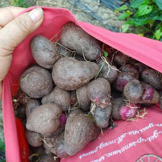 삼성농산님의 자유주제 · 자유게시판 작성글 사진