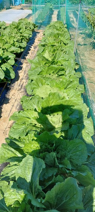 텃밭농부님의 배추 · 영농일지 작성글 사진