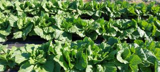 텃밭농부님의 배추 · 영농일지 작성글 사진