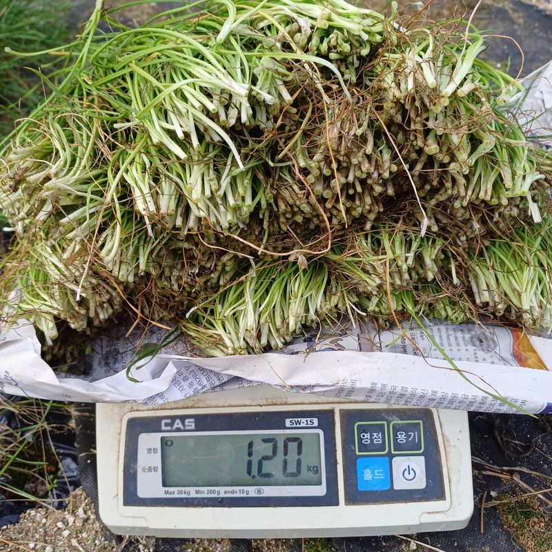장터 상품 [(마감)영양부추뿌리.잎 판매] 썸네일