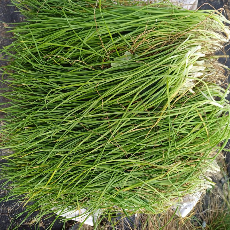 삼성농산님의 장터 판매 상품 [(마감)영양부추뿌리.잎 판매] 첨부 사진