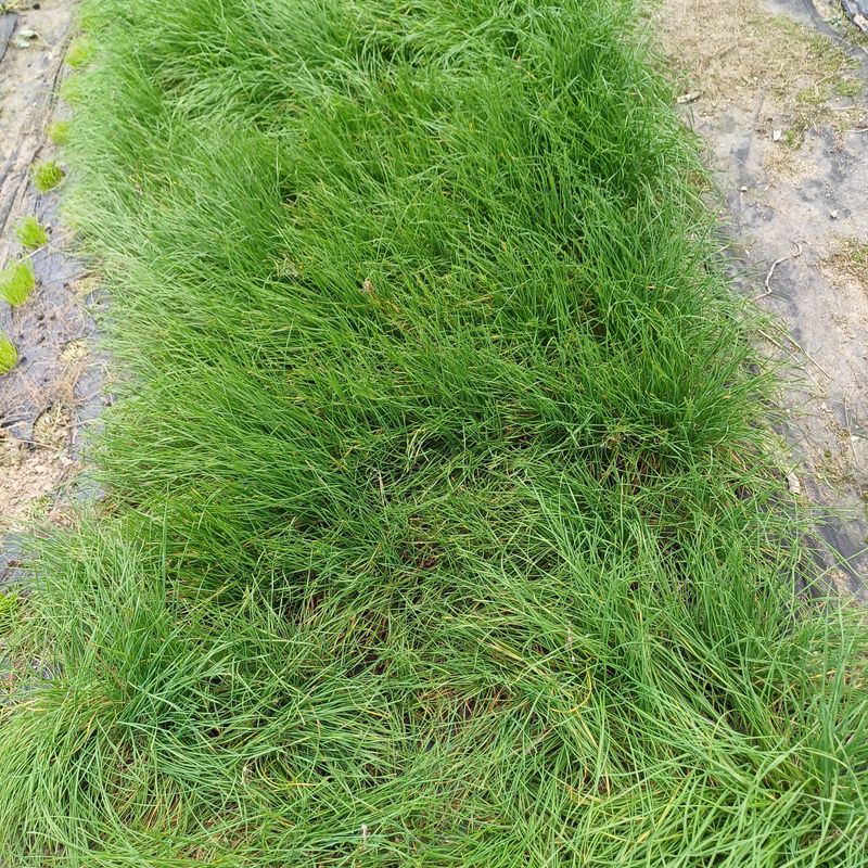 삼성농산님의 장터 판매 상품 [(마감)영양부추뿌리.잎 판매] 첨부 사진