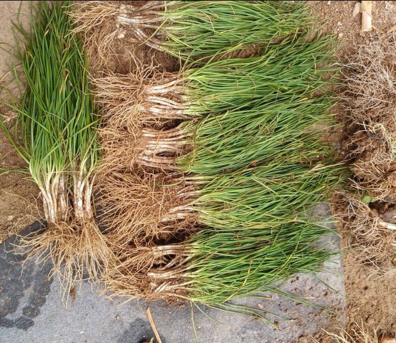 삼성농산님의 장터 판매 상품 [(마감)영양부추뿌리.잎 판매] 첨부 사진