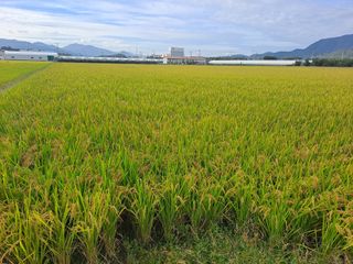 김영호님의 벼 · 영농일지 작성글 사진