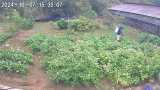 이호형님의 배추 · 영농일지 작성글 사진