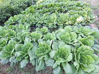 이호형님의 배추 · 영농일지 작성글 사진