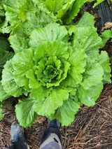 팜모닝 10월 내 농작물 자랑하기·참여글 게시글 이미지