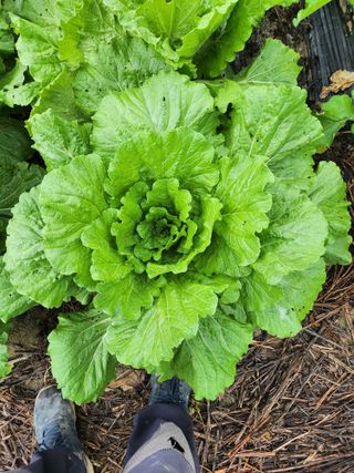 남광님의 10월 내 농작물 자랑하기 · 참여글 작성글 사진