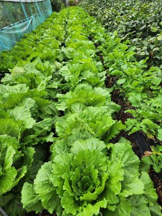 남광님의 10월 내 농작물 자랑하기 · 참여글 작성글 사진