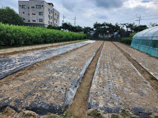 남광님의 10월 내 농작물 자랑하기 · 참여글 작성글 사진