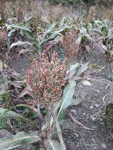 팜모닝 자유주제·자유게시판 게시글 이미지