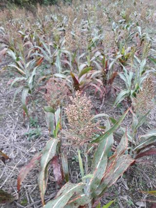 조동원님의 자유주제 · 자유게시판 작성글 사진