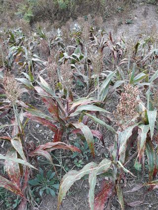 조동원님의 자유주제 · 자유게시판 작성글 사진