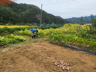 강정아님의 🍠고구마 농협 수매가 아시나요? · 참여글 작성글 사진