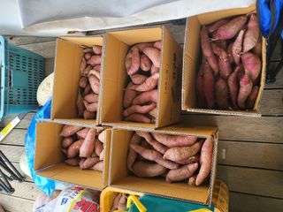 강정아님의 🍠고구마 농협 수매가 아시나요? · 참여글 작성글 사진