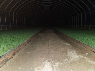 이재진님의 양파 · 자유게시판 작성글 사진